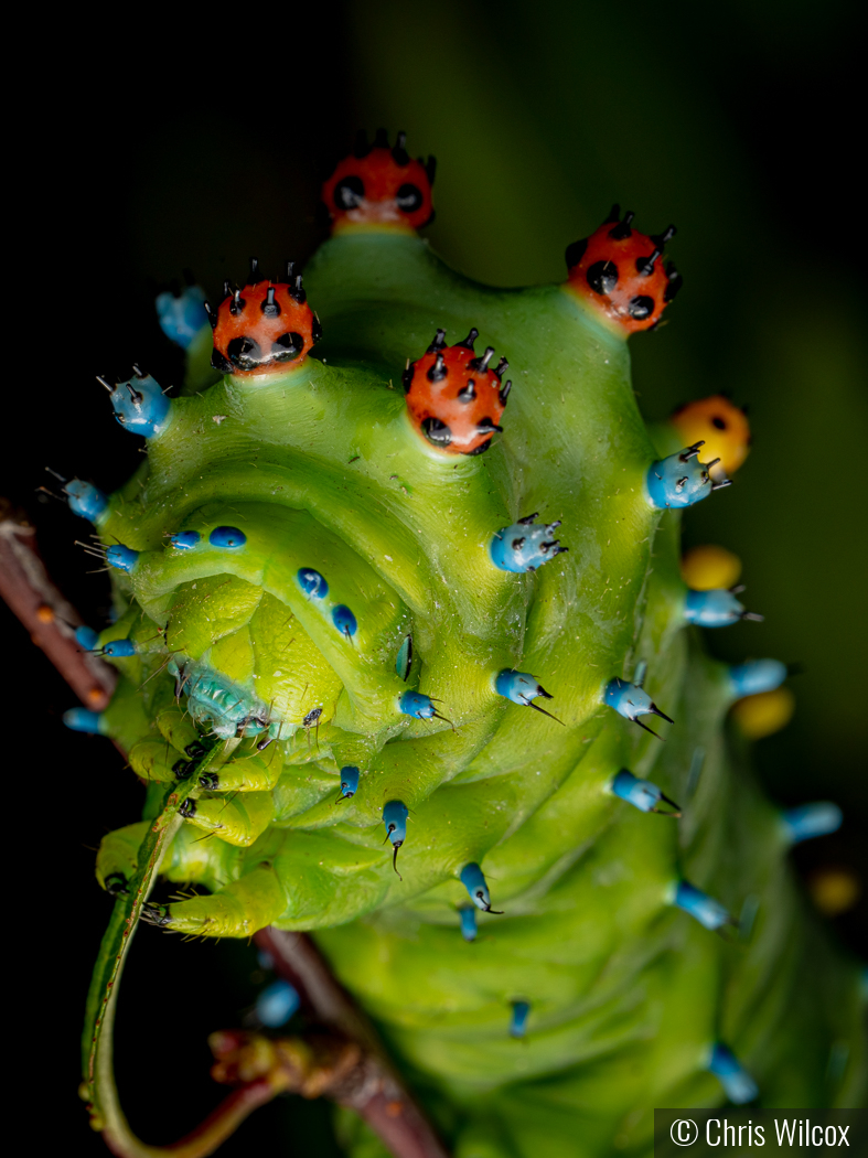 Prettier than a butterfly by Chris Wilcox