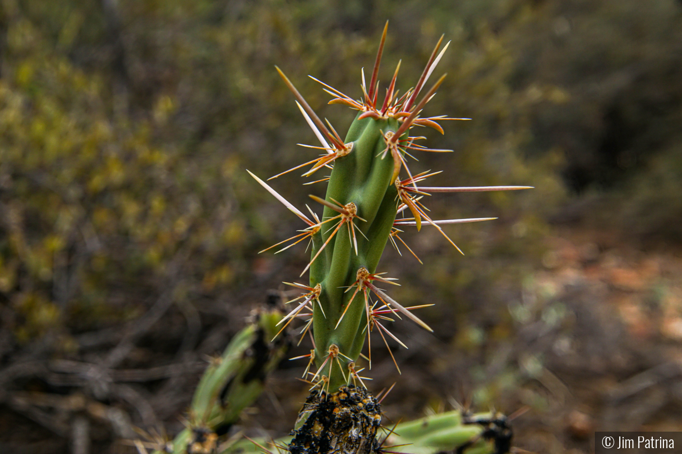 Prickly Pear Cactus by Jim Patrina