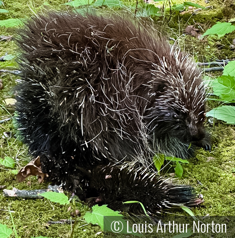 Prickly Simsbury Porcupine Posing by Louis Arthur Norton