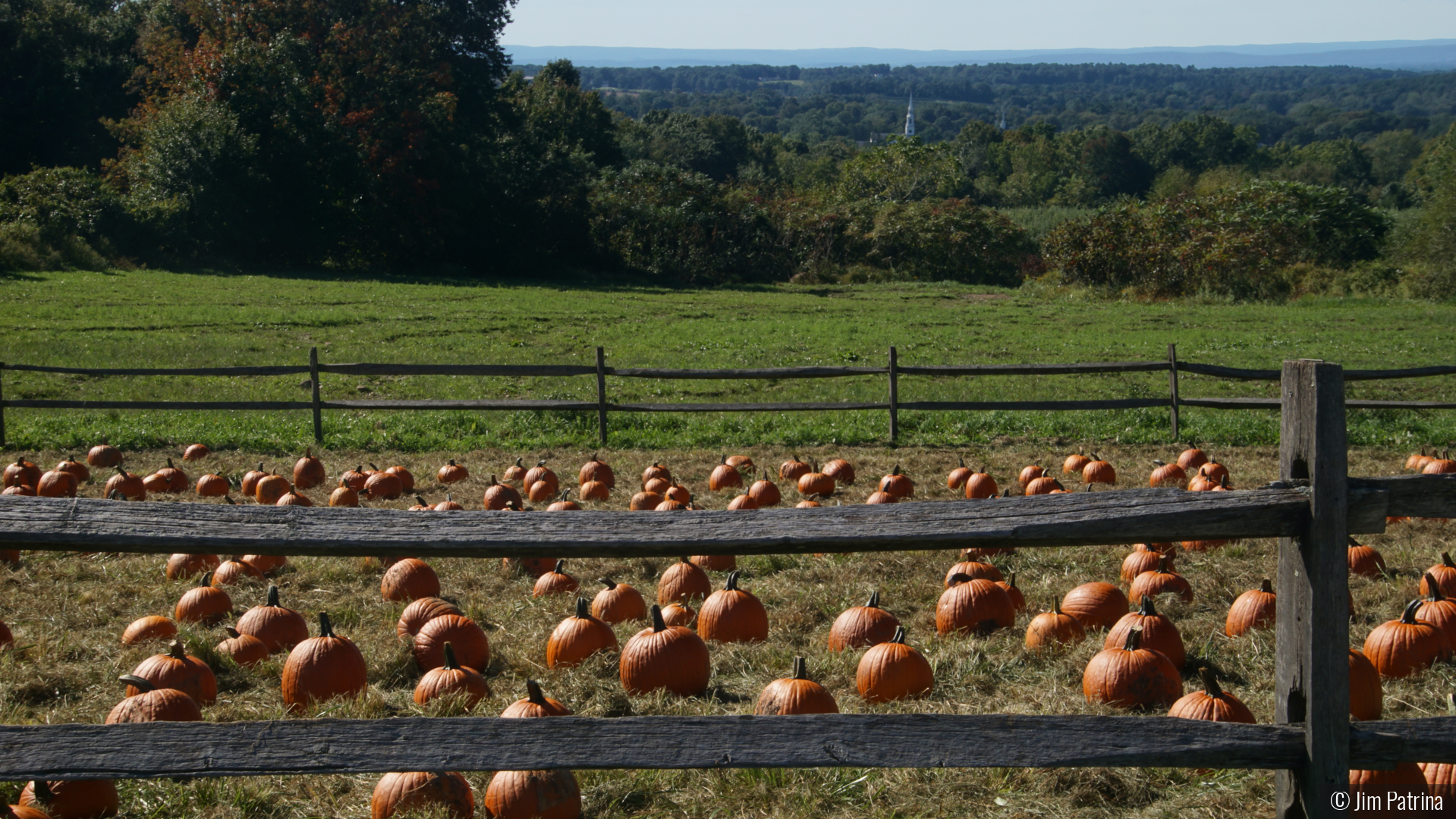 Pumpkin Picking Place by Jim Patrina