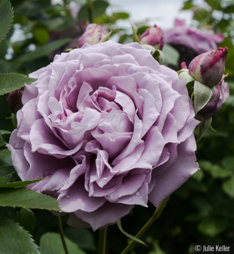 Purple Rose by Julie Keller