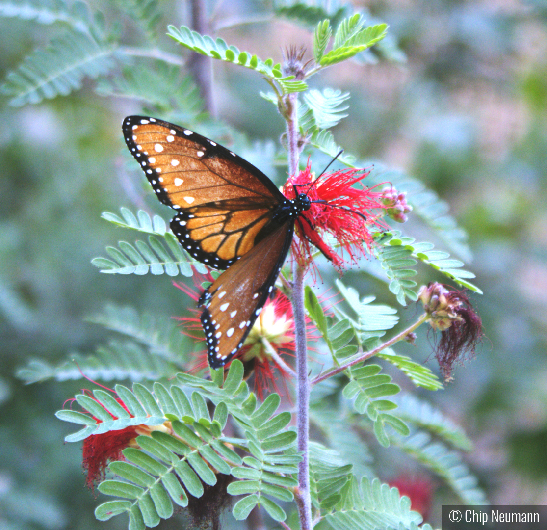 Queen Butterfly by Chip Neumann
