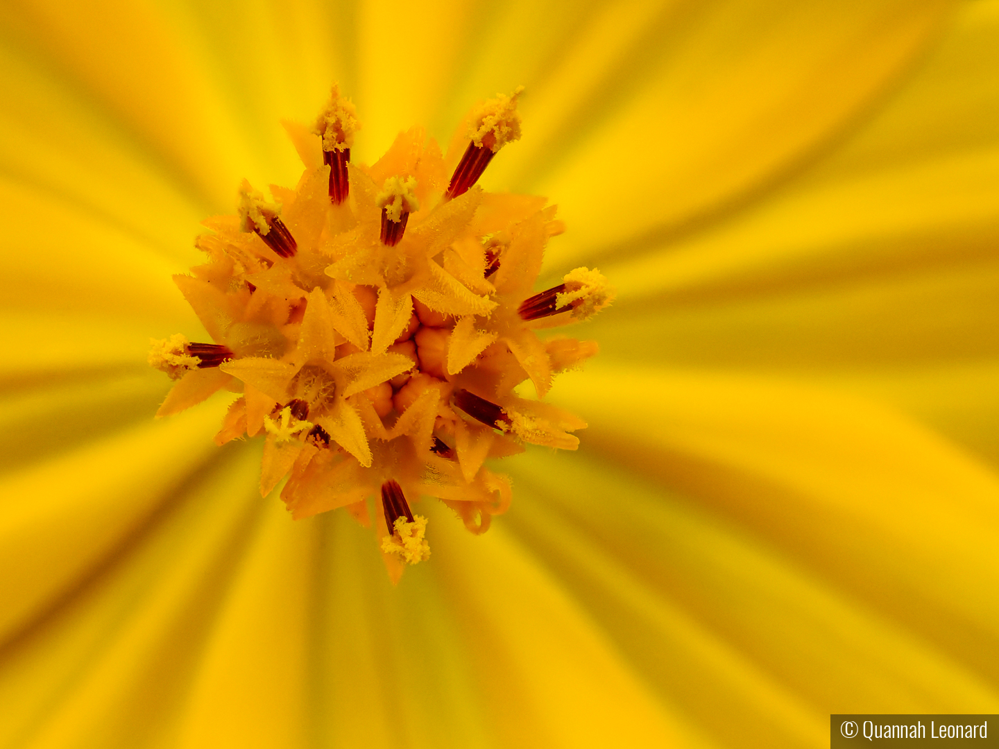 Radial Bloom by Quannah Leonard