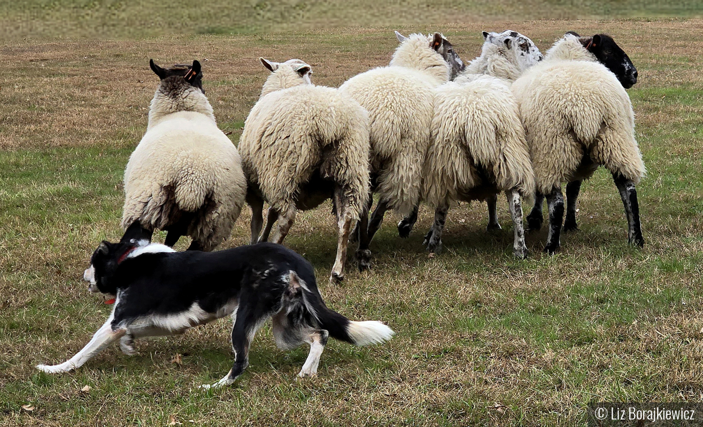 Rain, the unstoppable stock dog! by Liz Borajkiewicz