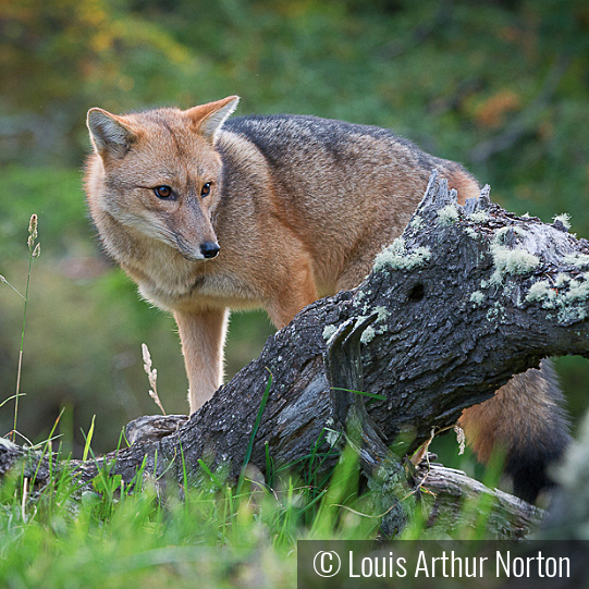 Red Fox Near A Tree Stump by Louis Arthur Norton