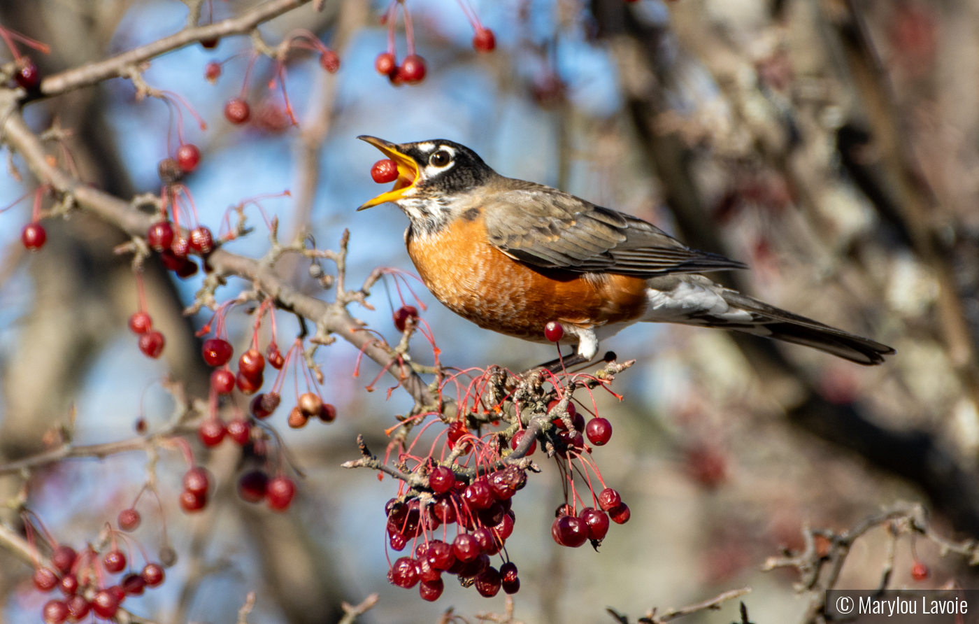 Red Red Robin by Marylou Lavoie