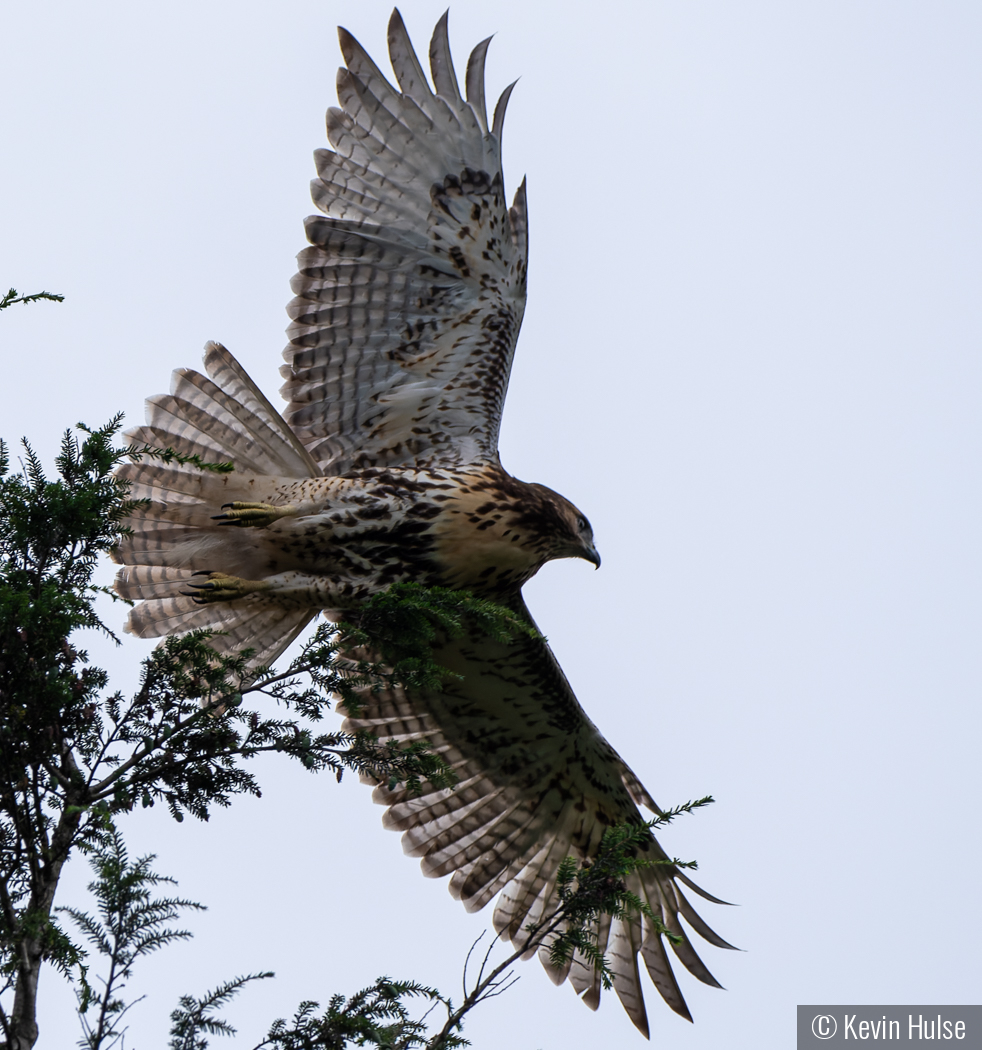 Red Tail Hawk by Kevin Hulse