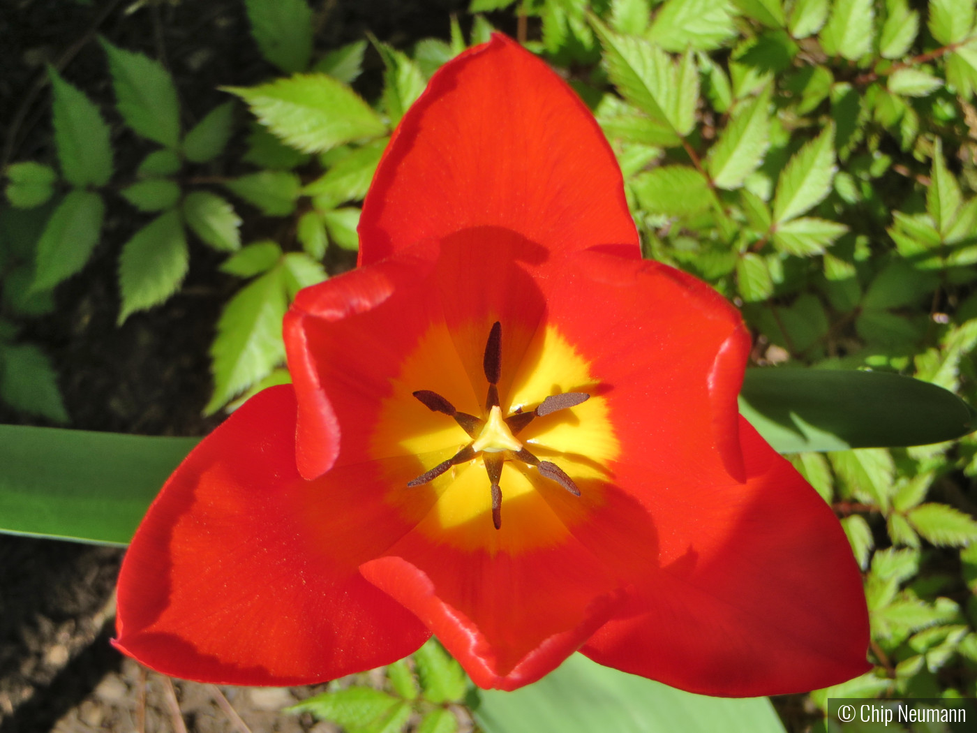 Red Tulip by Chip Neumann