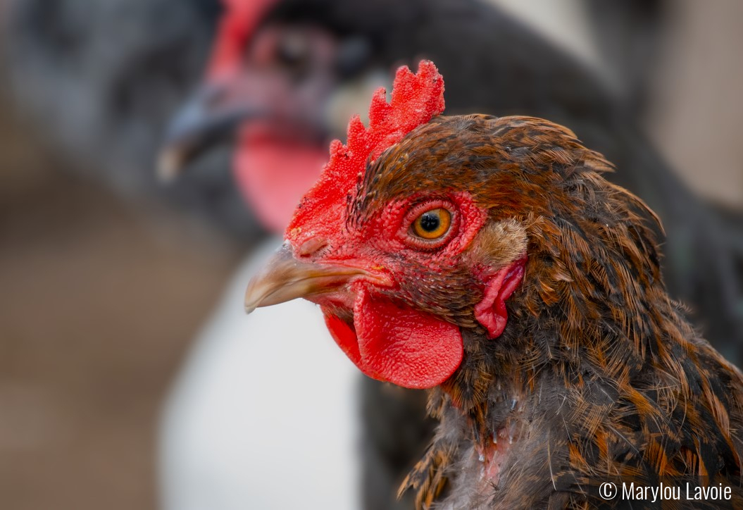 Rhody by Marylou Lavoie