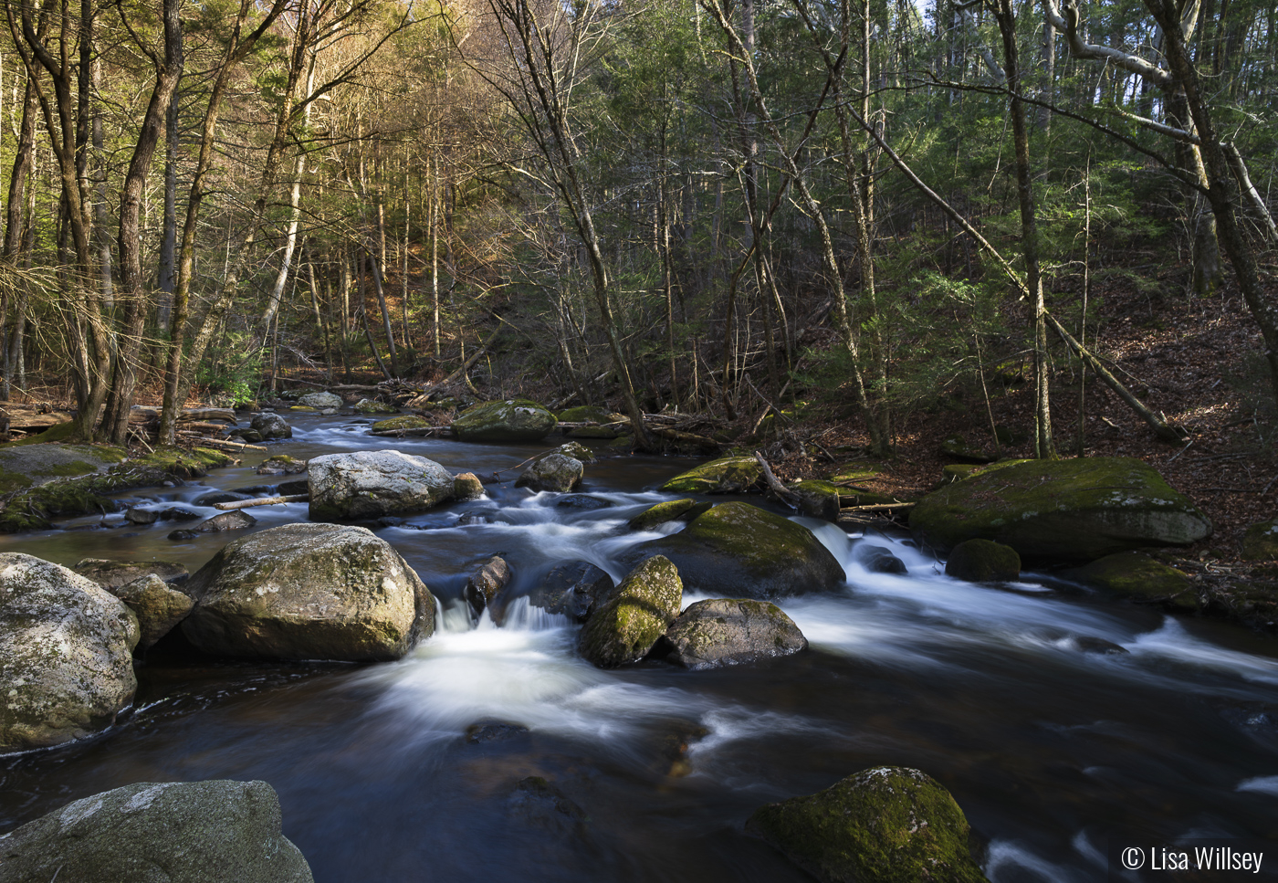 Roaring Brook by Lisa Willsey