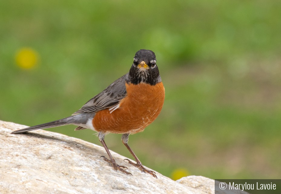 Robin At Stanley Park by Marylou Lavoie