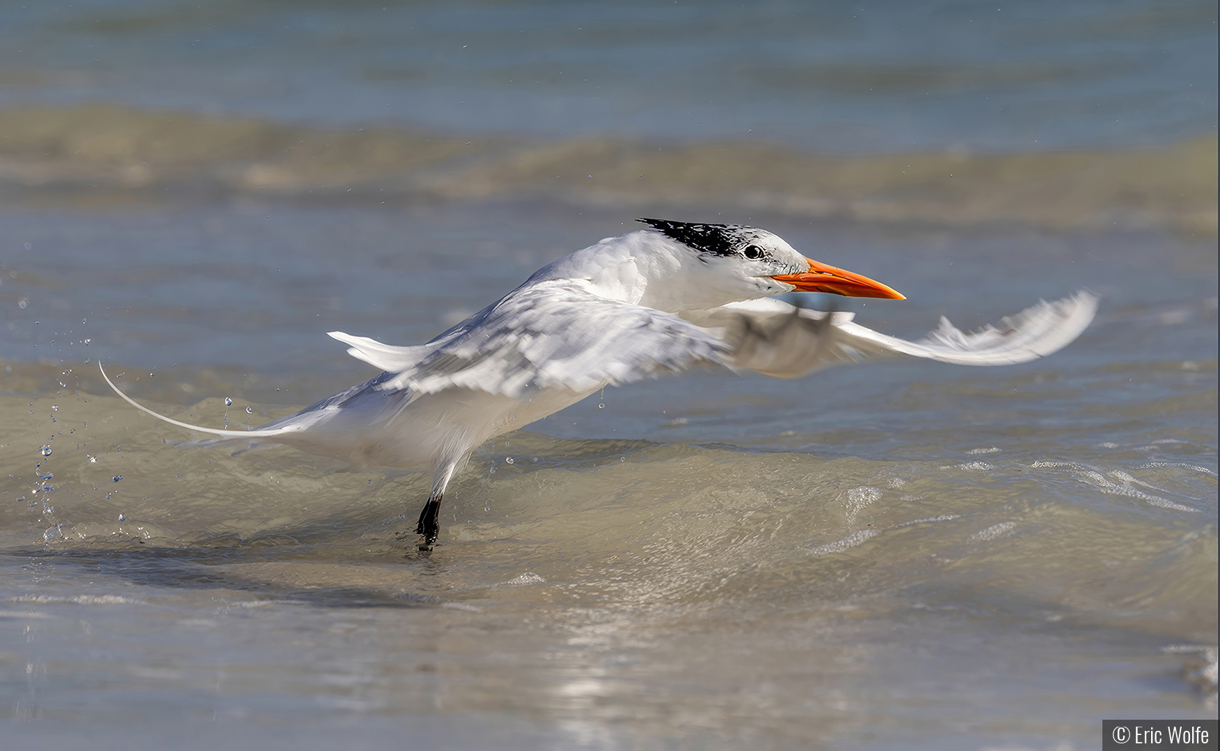Royal Tern Takeoff by Eric Wolfe