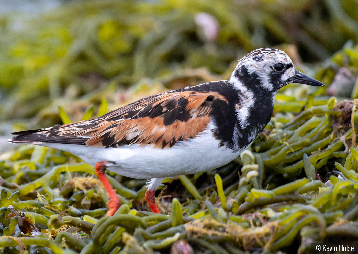 Ruddy Turnstone by Kevin Hulse