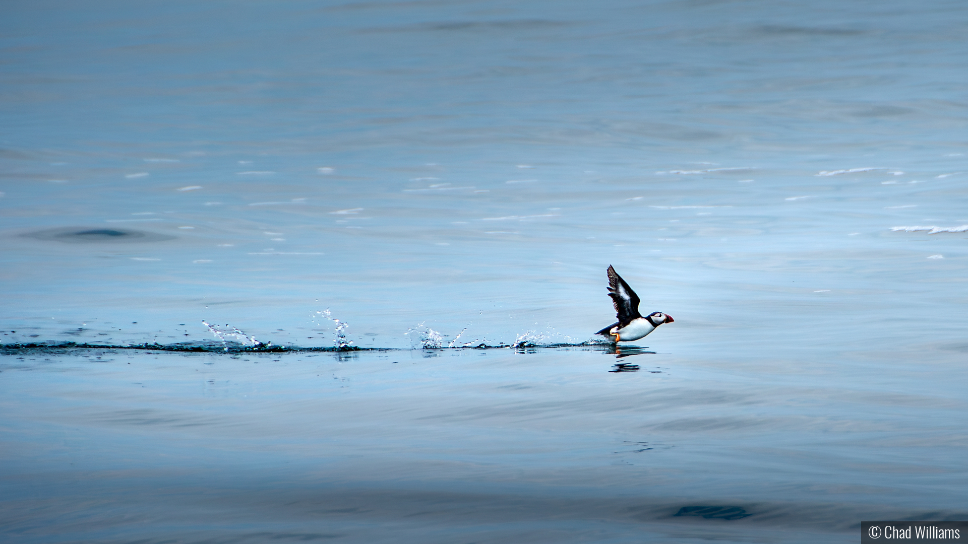 Runway by Chad Williams