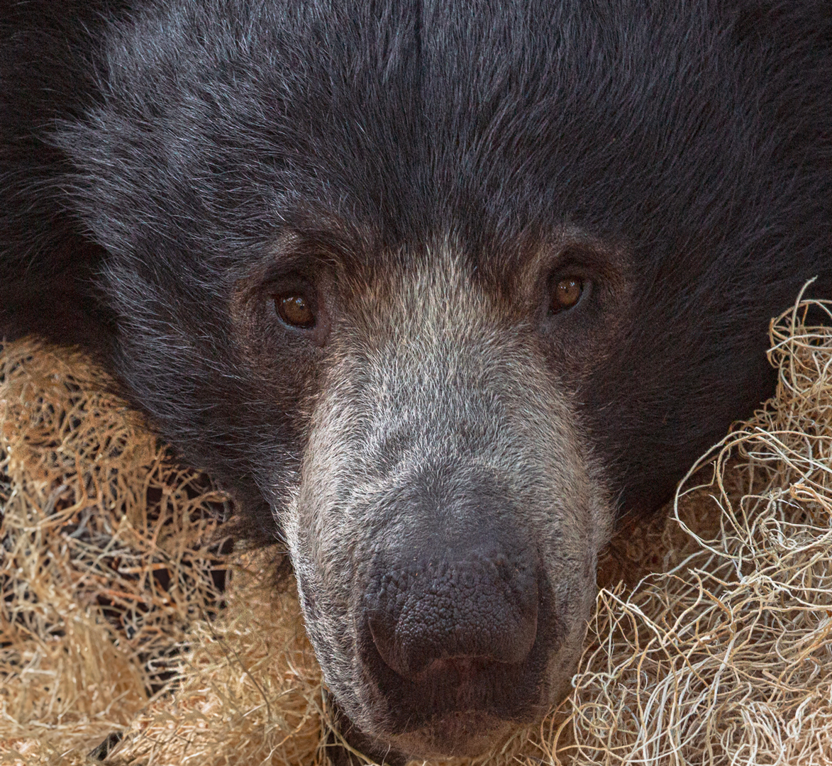 Sad Sloth Bear by Ian Veitzer