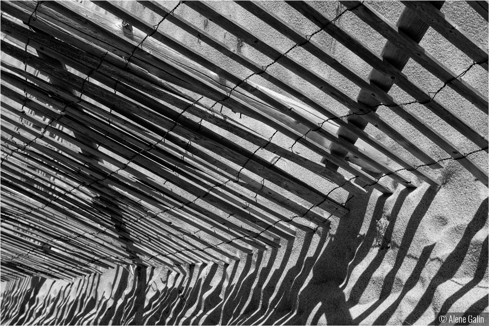 Sand Shadows by Alene Galin