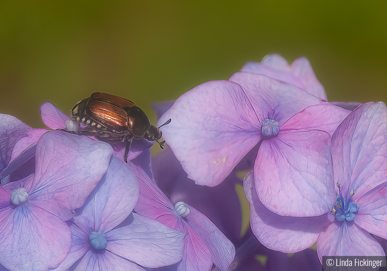 Scarab Beetle by Linda Fickinger