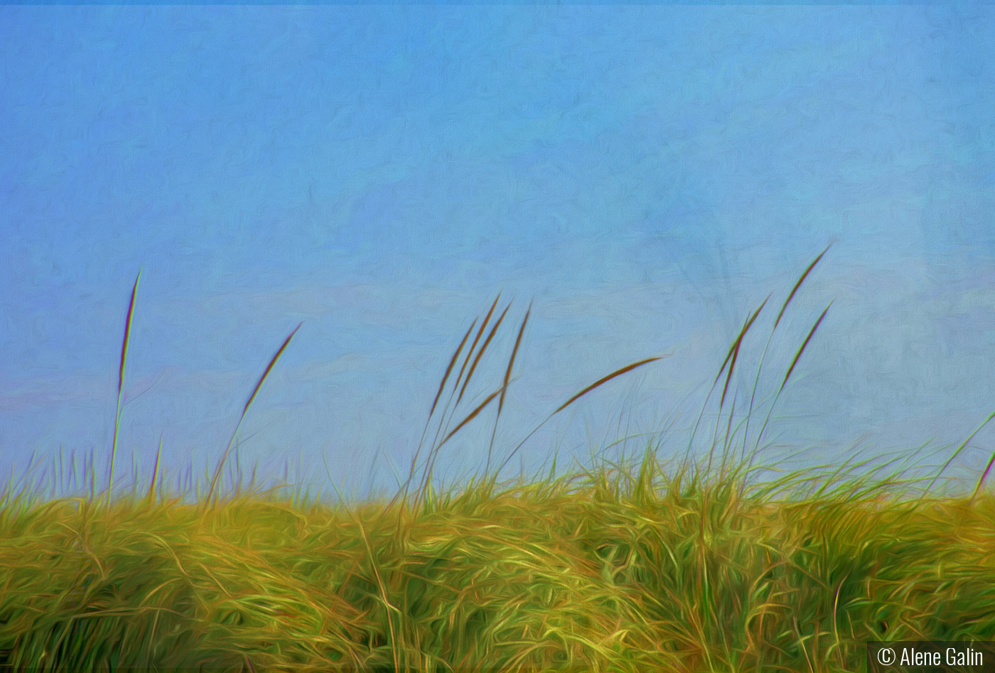 Seaoats by Alene Galin