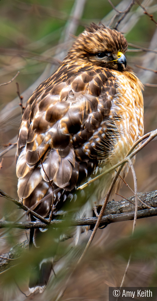 Sentinel of the Thicket by Amy Keith
