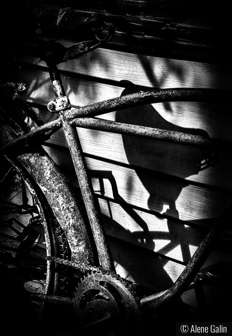 Shadows by Alene Galin