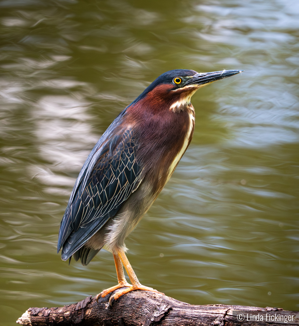 Silent Sentinel by Linda Fickinger