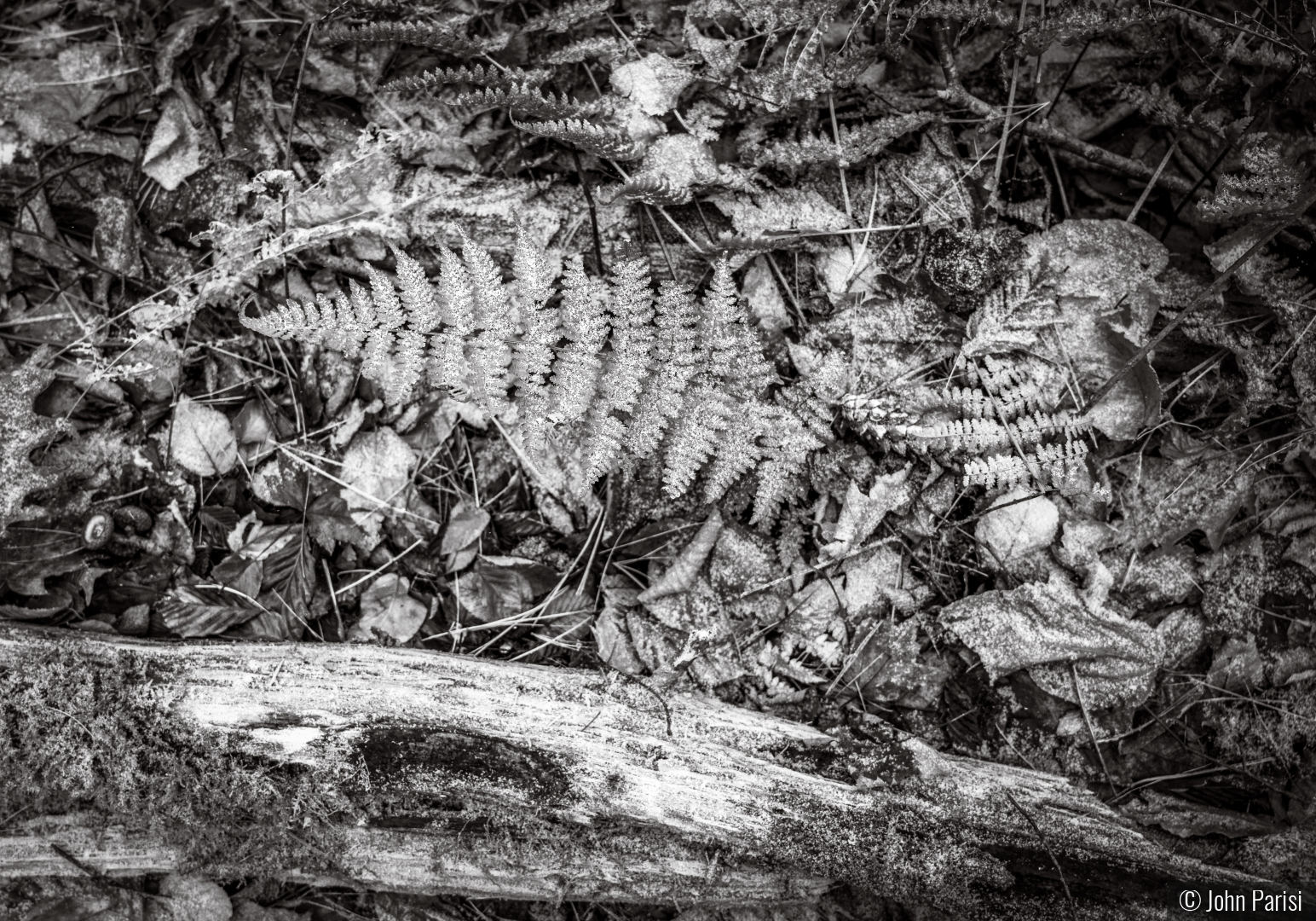 skeleton by John Parisi