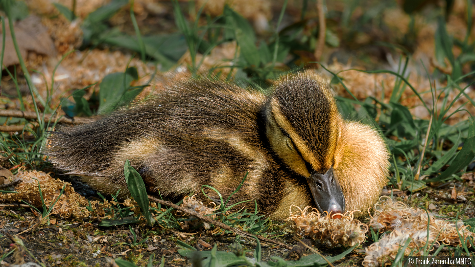 Sleepy time duckling by Frank Zaremba MNEC