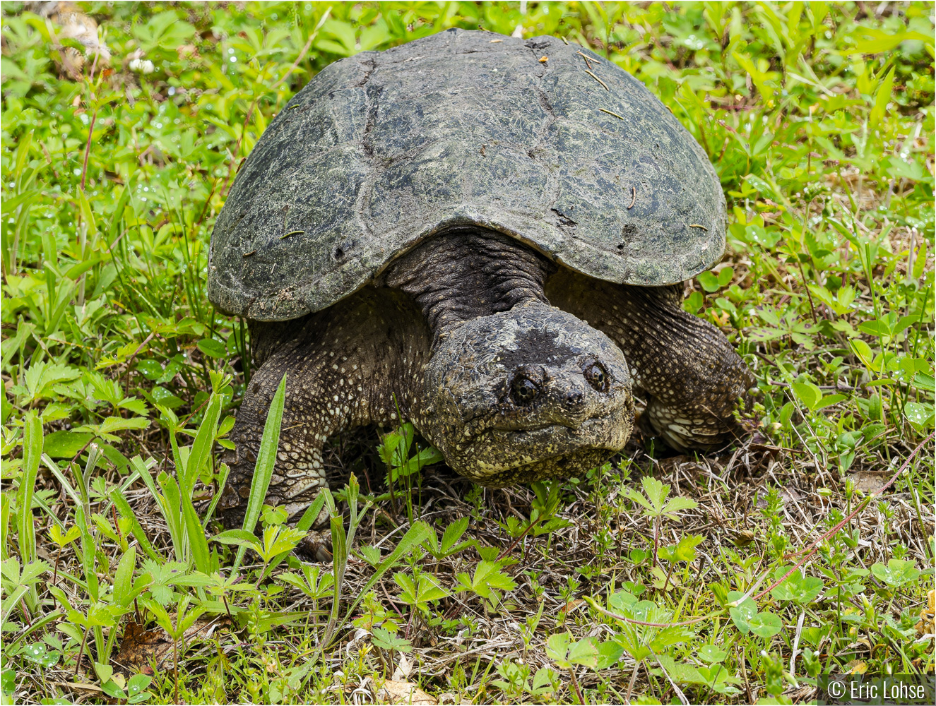 Snapping Turtle by Eric Lohse