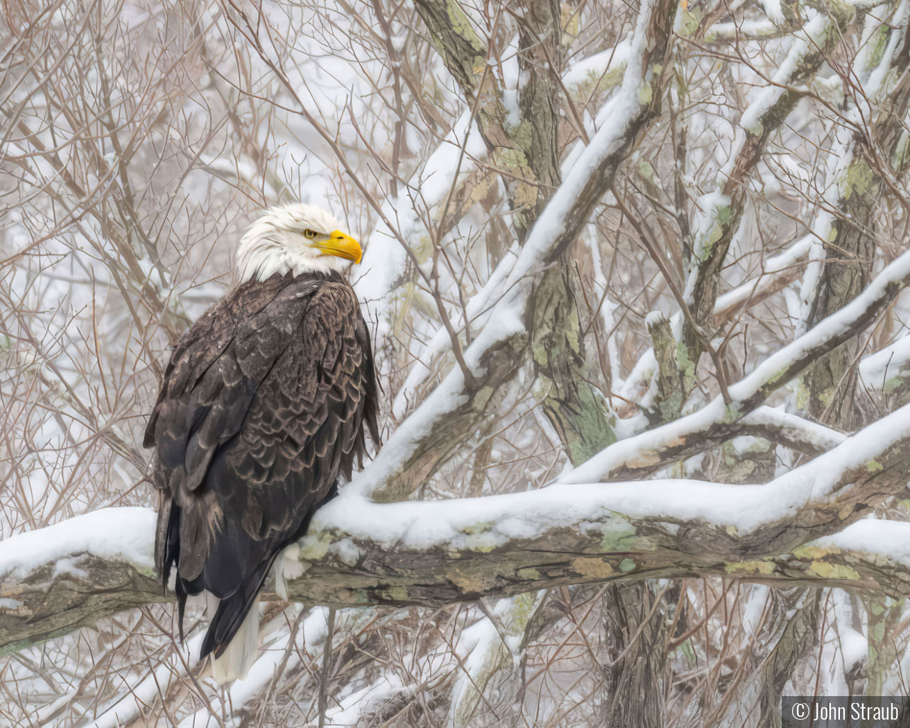 Snow Eagle by John Straub