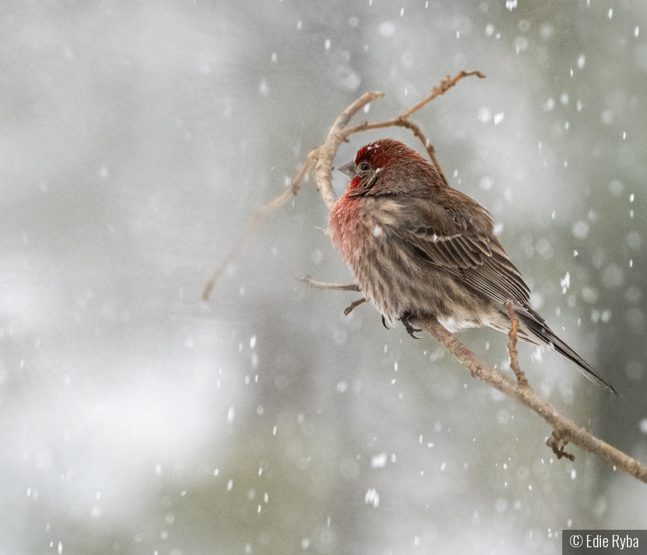 Snow Finch by Edie Ryba