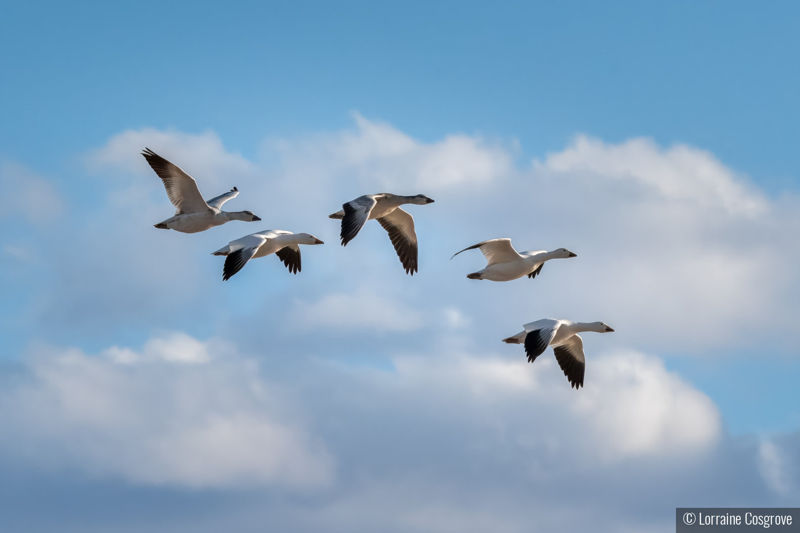 Snowgeese Flying High Above the Clouds by Lorraine Cosgrove