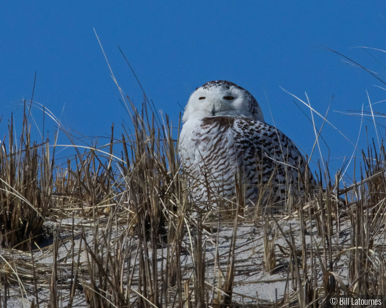 Snowy Owl by Bill Latournes