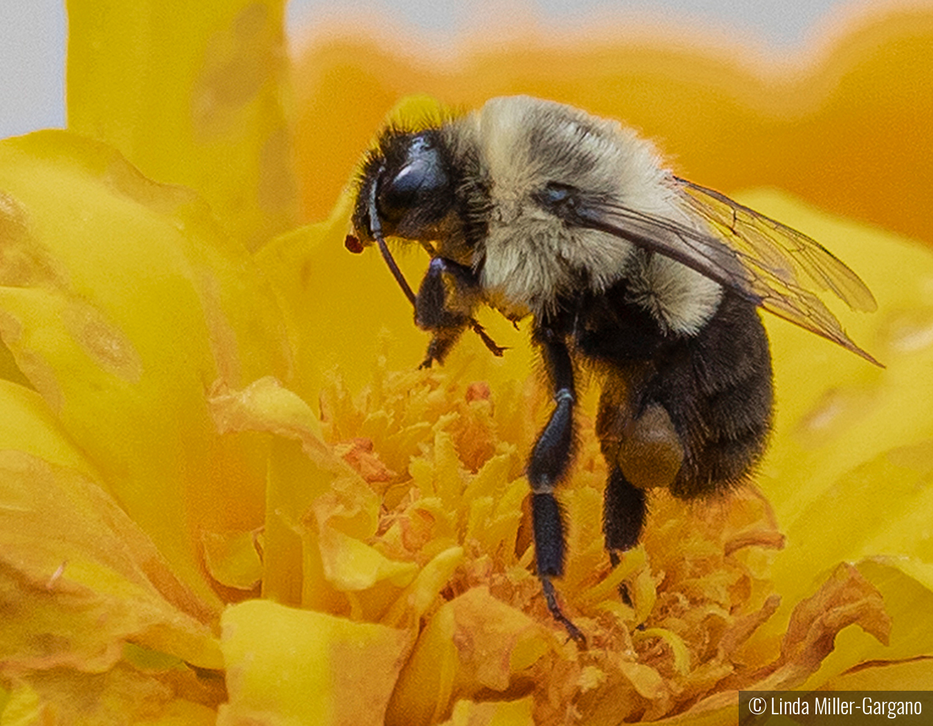 Soft Landing by Linda Miller-Gargano