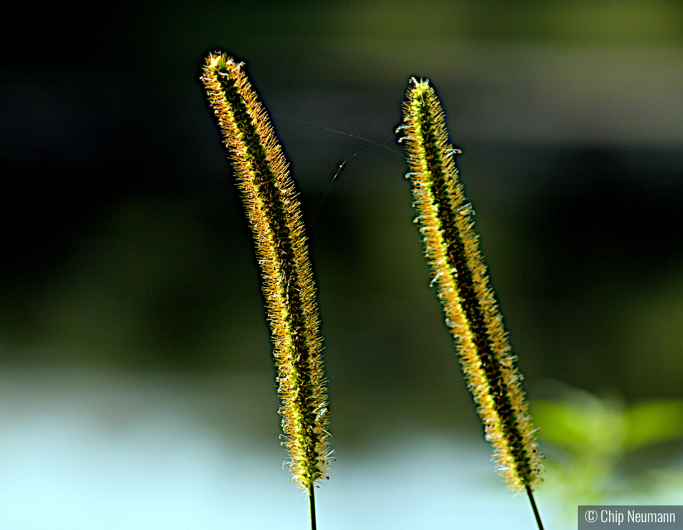 Spider silk between marsh grass stalks by Chip Neumann