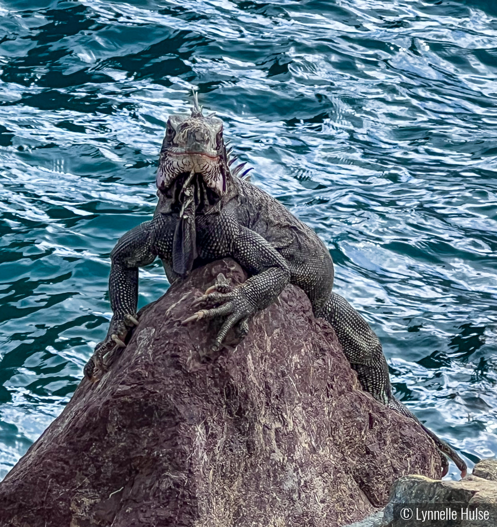 Spiny Tailed Iguana by Lynnelle Hulse