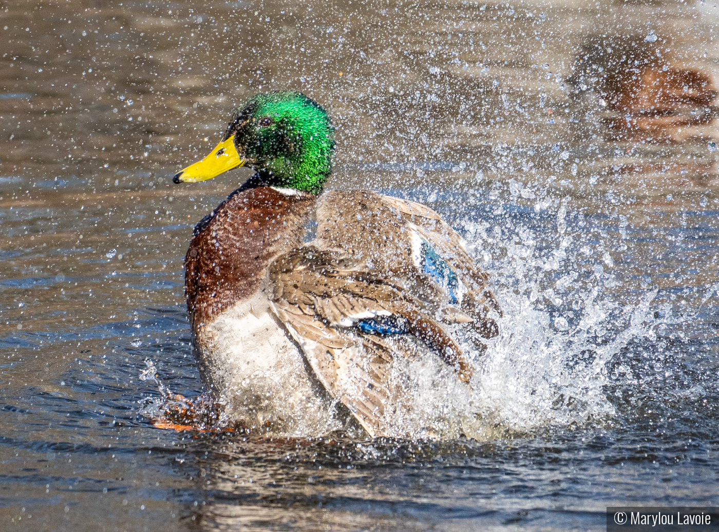 Splish Splash by Marylou Lavoie