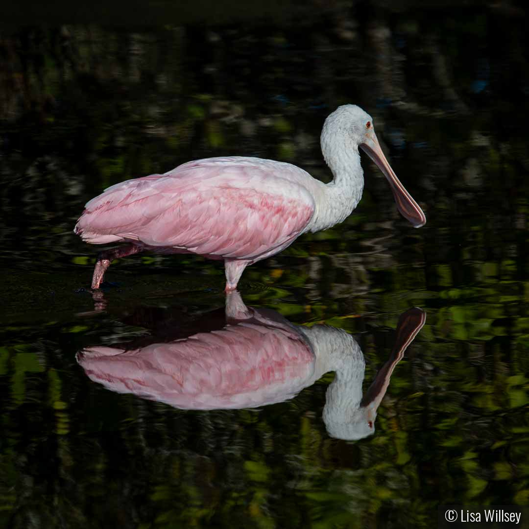 Spoonbill Reflection by Lisa Willsey