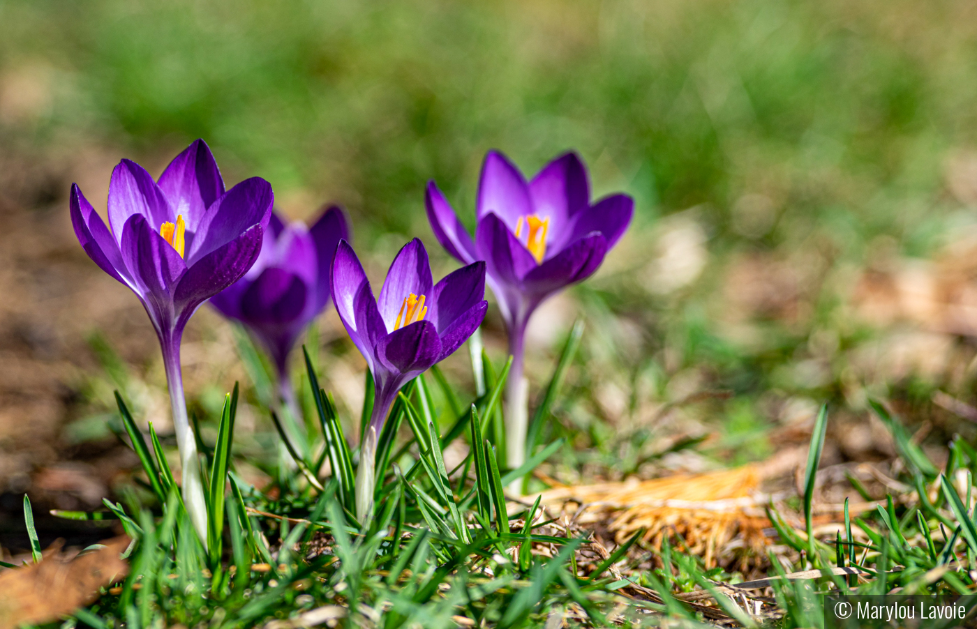 Spring Dreams by Marylou Lavoie