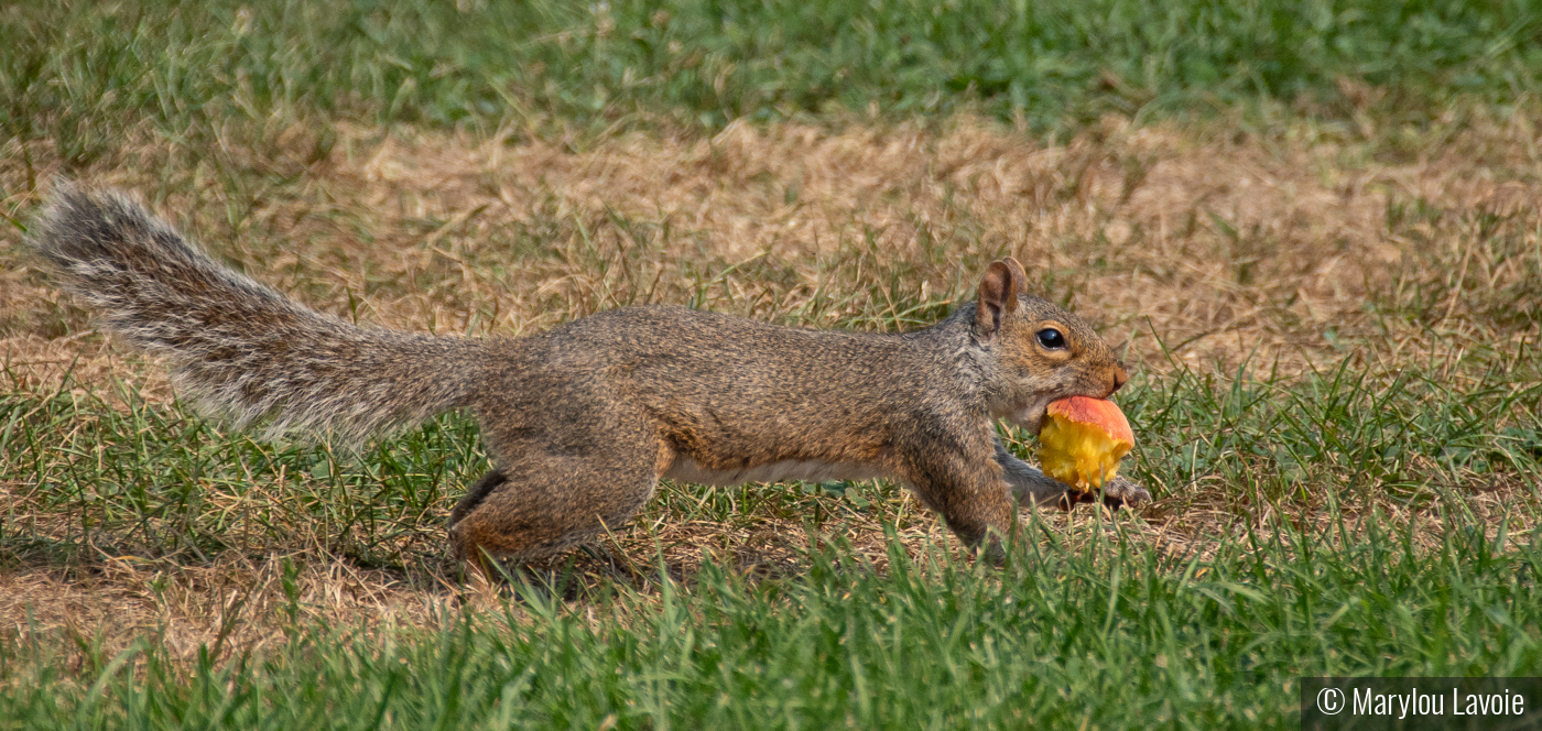 Squirreling Away by Marylou Lavoie