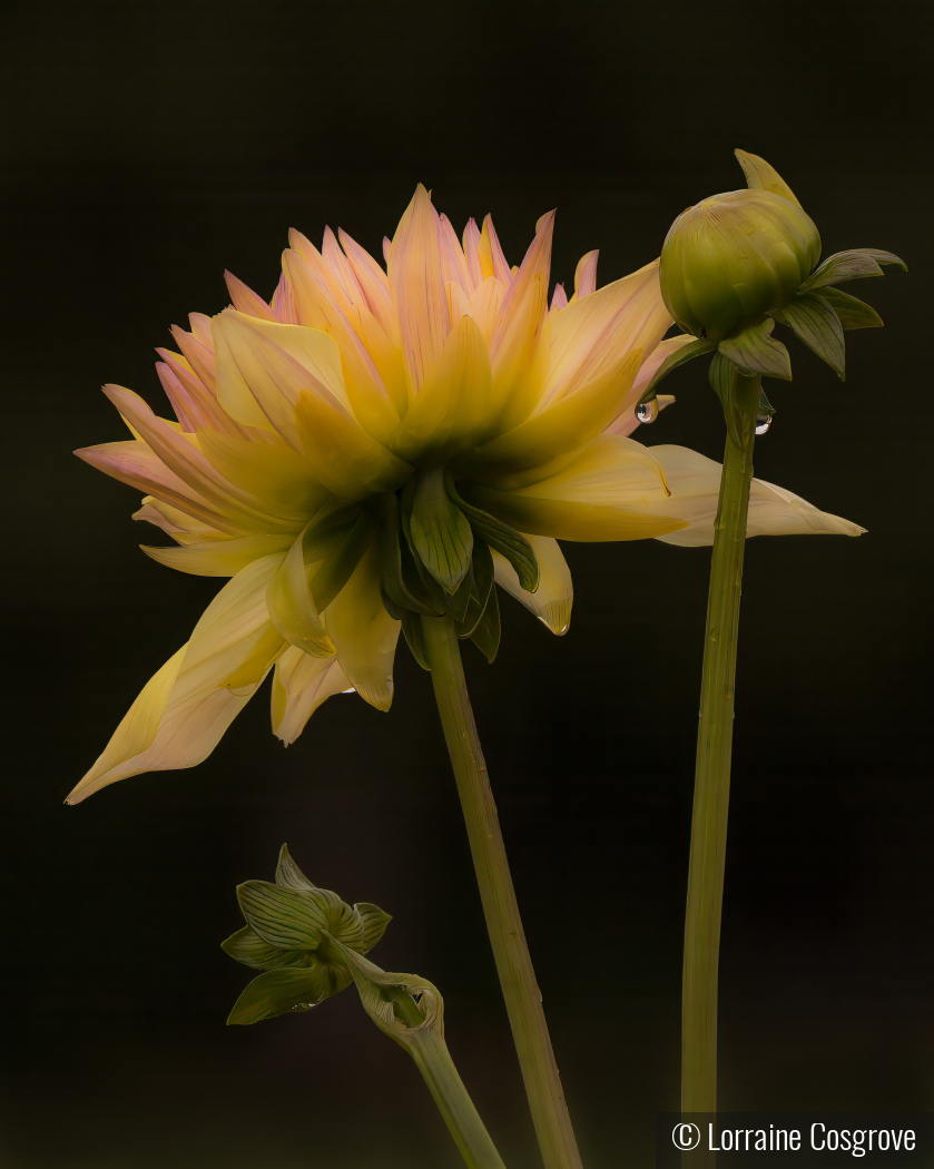 Stages of a Dahlia by Lorraine Cosgrove