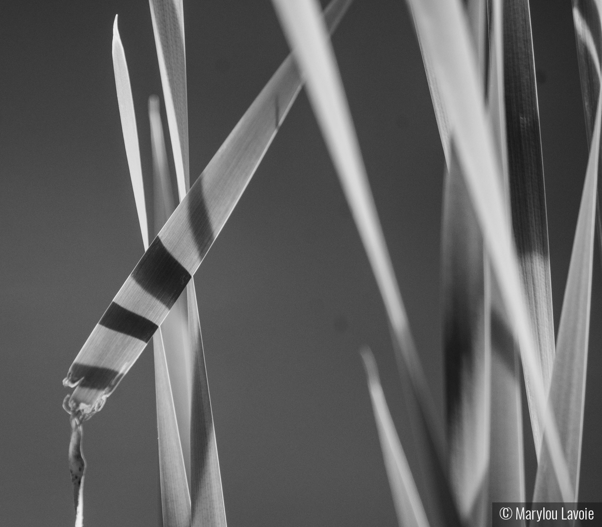 Stripes by Marylou Lavoie