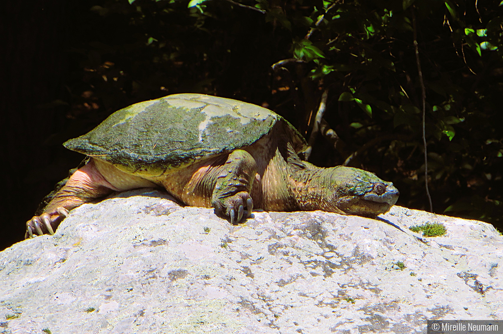 Sunbathing on a rock by Mireille Neumann