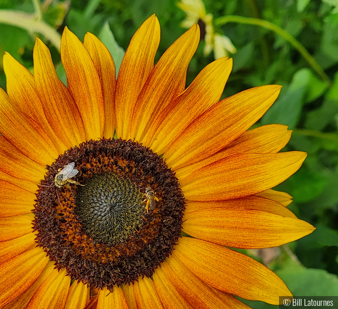 Sunflower by Bill Latournes