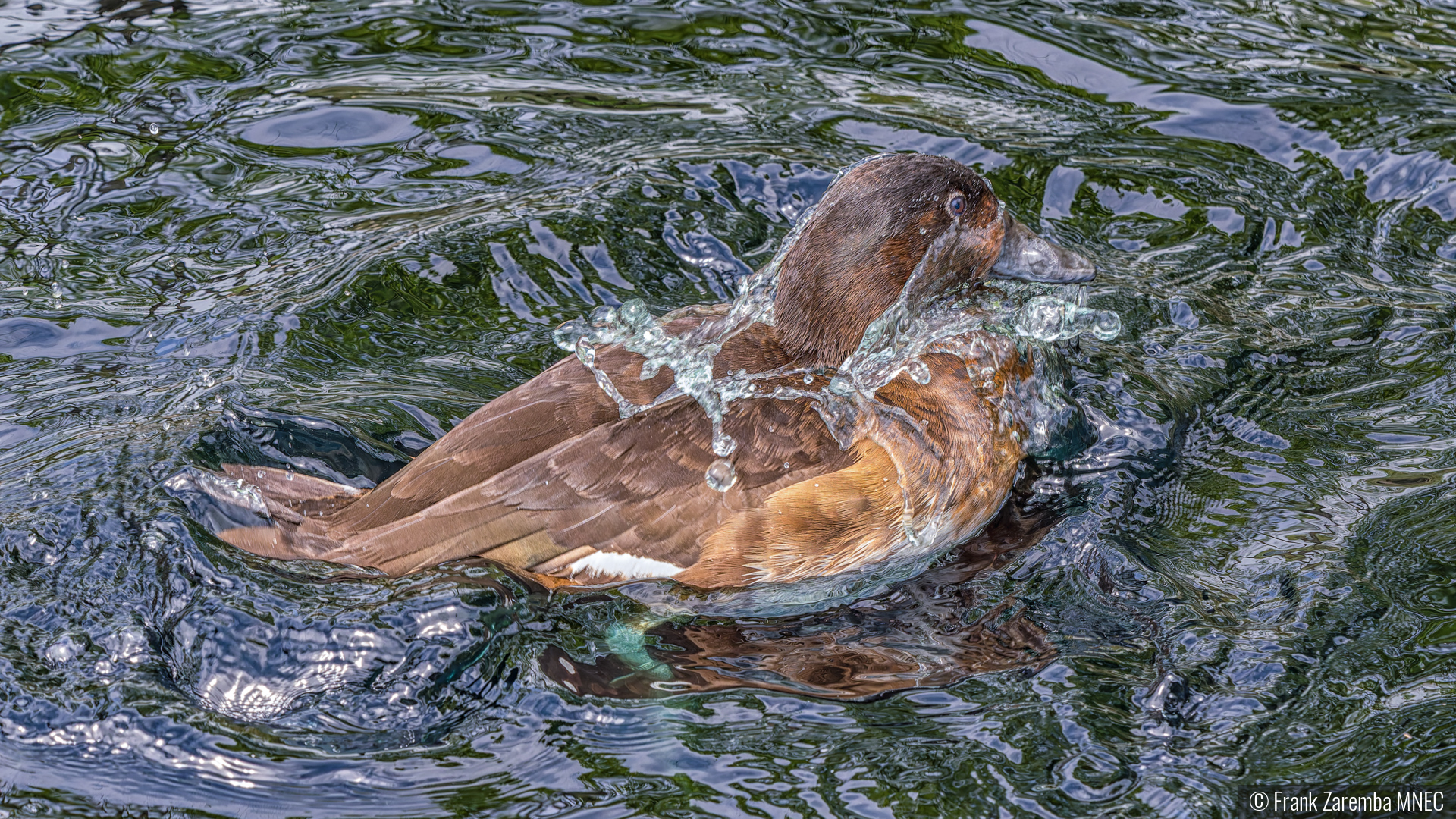 Surfacing by Frank Zaremba MNEC