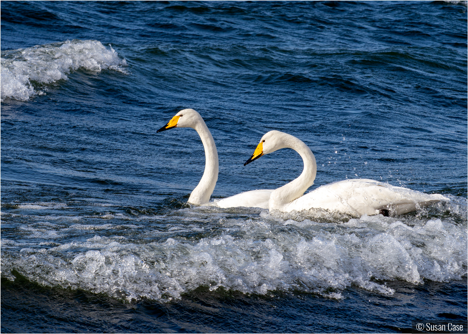 Surfing Swans by Susan Case
