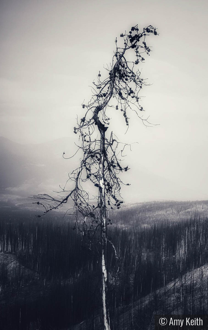 Survivor by Amy Keith