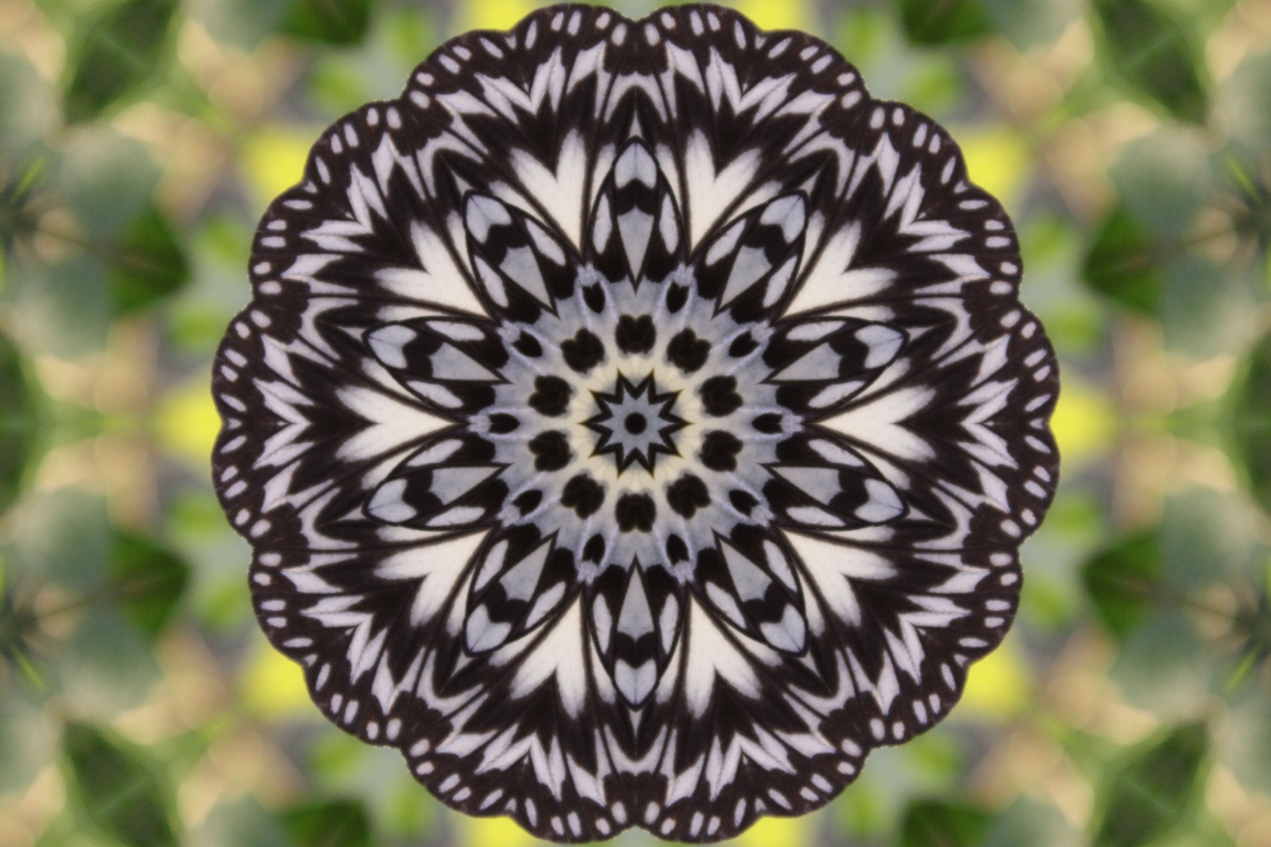 The Butterfly Effect by James Haney