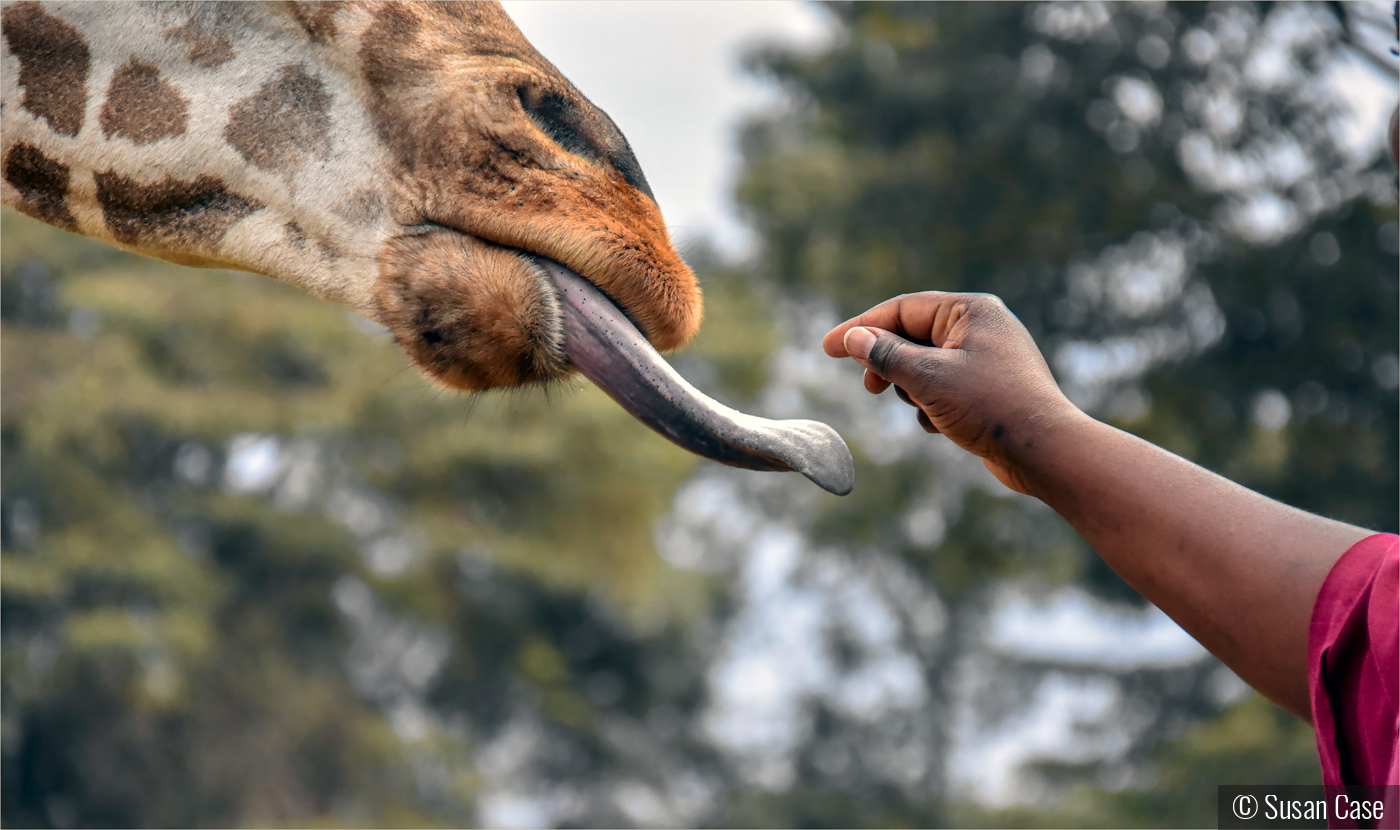 The Connection by Susan Case