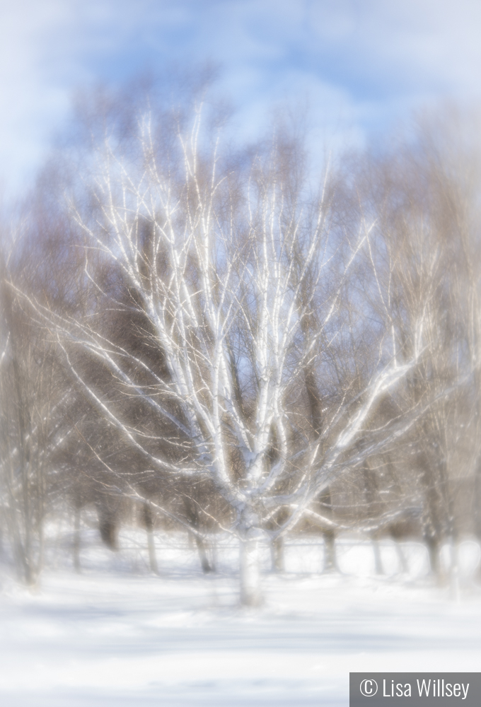 The Dreamy Birch by Lisa Willsey