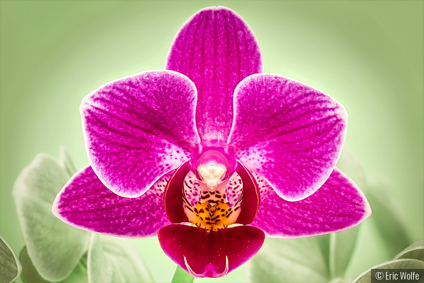 The Enticing Orchid by Eric Wolfe
